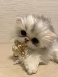 手のひらサイズ 白ねこ ぬいぐるみ ワイヤー入り ハンドメイド - メルカリ