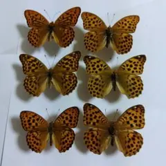 2025年最新】蝶の人気アイテム - メルカリ