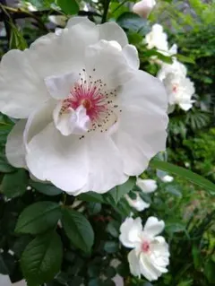 ぷっちん様 リクエスト 2点 まとめ商品