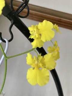 オンシジューム　三蝶咲きのサムネイル