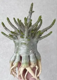 ま*し様 H279 希少 塊根植物 アデニア アクレアータ コーデックス 大株 ま*し様 H279 希少 塊根植物 アデニア アクレアータ コーデックス 大株