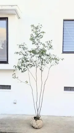 2026年最新】ハイノキの人気アイテム - メルカリ