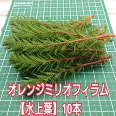 ぴん様 リクエスト 4点 まとめ商品