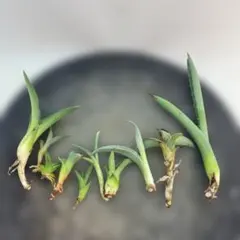 2025年最新】アガベ 子株 セットの人気アイテム - メルカリ