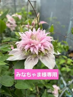 ☆クレマチス☆咲良の妖精☆5号鉢☆入手困難☆27日以降発送☆ - メルカリ