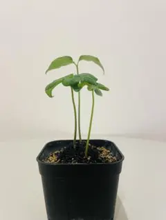 2026年最新】観葉植物 塊根植物・コーデックスの人気アイテム - メルカリ