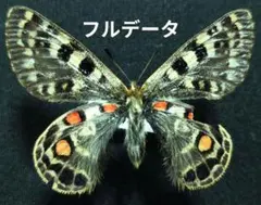 鮮血赤紋！ エパプスウスバシロチョウ 亜種shantana 鮮血赤紋！ エパプスウスバシロチョウ 亜種shantana - メルカリ