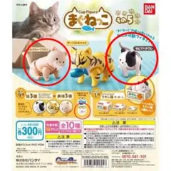 まぐねっこ