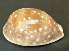 2025年最新】貝標本の人気アイテム - メルカリ