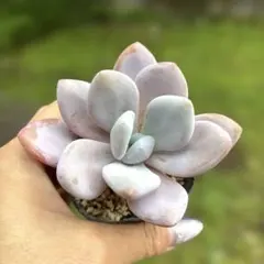 多肉植物　ピンクバニー　ピンクラビット　抜き苗のサムネイル