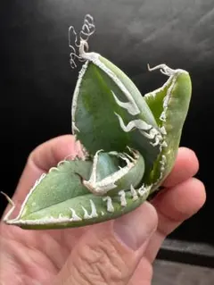 SAD_南アフリカダイヤモンド_中株_セール品_3