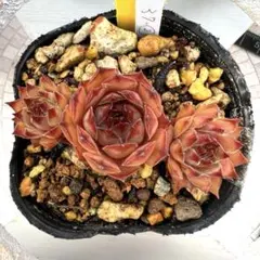 多肉植物 センペルビウム テクトラム ルージュ No.62【赤】 - メルカリ