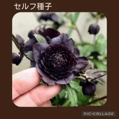 セルフ種子■#353■広瀬園芸 超多弁玉虫 ロゼット クリスマスローズ セルフ種子□#353□広瀬園芸 超多弁玉虫 ロゼット クリスマスローズ