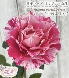 まっくん様 リクエスト 3点 まとめ商品