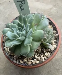 希少 O's PLANTSさん苗 La Paz 札付き 多肉植物 希少 O's PLANTSさん苗 La Paz 札付き 多肉植物 - メルカリ