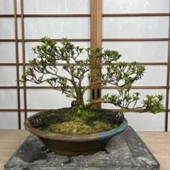 盆栽 皐月 サツキ 立ち上がり 樹形 鶴翁 あ - メルカリ