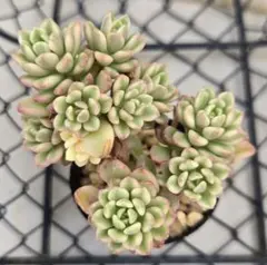 多肉植物　ジョイスタロック錦　群衆株１苗　根付き苗　セダム　錦　斑入り　レア a