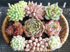 【Sale】人気種いろいろ⑤★抜き苗★エケベリア★多肉★多肉植物★寄せ植え★
