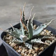 2026年最新】エボリスピナ の人気アイテム - メルカリ