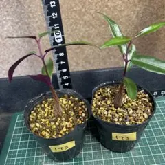 2026年最新】観葉植物 塊根植物・コーデックスの人気アイテム - メルカリ