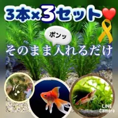 ❤️天然 アナカリス 3本×5セット そのまま入れるだけ♪ - メルカリ