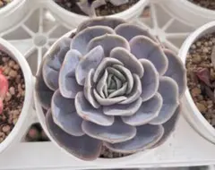 ★海乃凪沙★ 介護中 プロフィール必読♪様 リクエスト 2点 まとめ商品