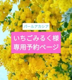 いちごみるく様専用　パールアカシア　パールミモザ　ミモザ　フレッシュ