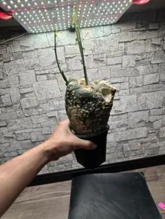 2025年最新】パキプス ベアルートの人気アイテム - メルカリ