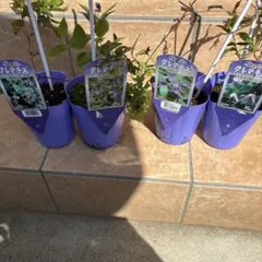 壺型クレマチス【藍玉】3.5寸苗 竹間園芸様育種株 - メルカリ