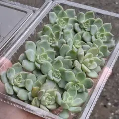 ✨️多肉植物　白牡丹　カット苗✨️