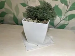 nobody 自己紹介文も確認お願い様 リクエスト 2点 まとめ商品