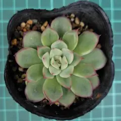 mi様 リクエスト 2点 まとめ商品