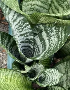 Takashi Tajiri様 リクエスト 3点 まとめ商品