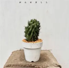 新商品✨19㎝セレウス ペルビアナス スピラリスC 発根済み✨サボテン 新商品✨19㎝セレウス ペルビアナス スピラリスC発根済み✨サボテン