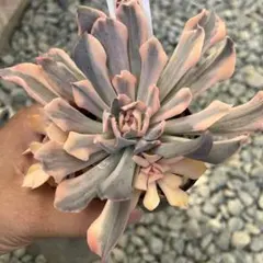 エケベリア リベリア錦 斑入り 子株付き抜き苗発送