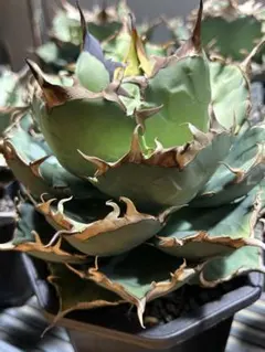 2026年最新】アガベ イラン株の人気アイテム - メルカリ