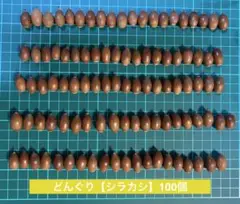 どんぐり【シラカシ】100個　秋の製作　工作(煮沸消毒天日干し済み)