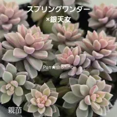 加代子様 リクエスト 計3点 まとめ商品