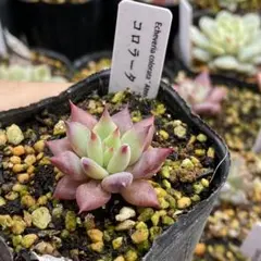 2025年最新】コロラータアテマハックの人気アイテム - メルカリ