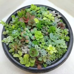 そのまま飾れる 多肉植物 ちまちま寄せ 乙女心＆セダム等 A814
