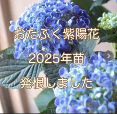 2026年最新】紫陽花 苗の人気アイテム - メルカリ