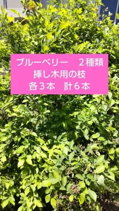 687. エルダーフラワー 西洋ニワトコ 抜き苗2本 - メルカリ