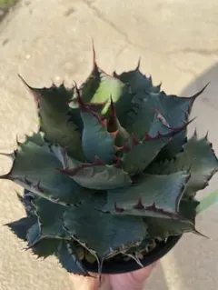 2026年最新】コンフェデレートローズの人気アイテム - メルカリ