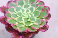 52#観葉植物 アエオニウム錦❤️ 海仙❤️1大頭 14cm拨き苗 - メルカリ