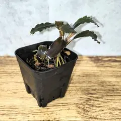 Bucephalandra sp. Ghost Kalimantan ② - メルカリ