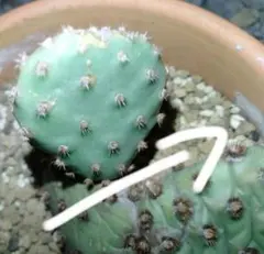 輸入苗 opuntia cymochila djf933 オプンチア サボテン - メルカリ