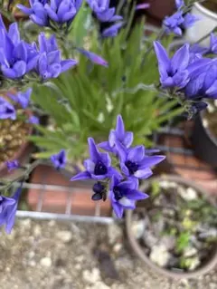 秋植え球根　バビアナ　青花　　　　　　ストリクタ　ピュアベールのサムネイル