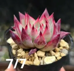 アリエル 綴化？多頭 多肉植物 エケベリア - メルカリ