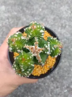 2025年最新】アズテキウム 紅籠の人気アイテム - メルカリ