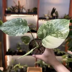 2025年最新】モンステラレガシーの人気アイテム - メルカリ